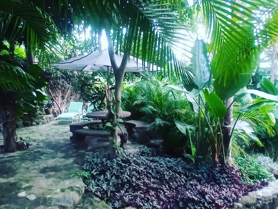 Rincón de jardín bajo las palmas, con sombrilla de lona y camastros sobre el empedrado, entre helechos y plantas de sombra